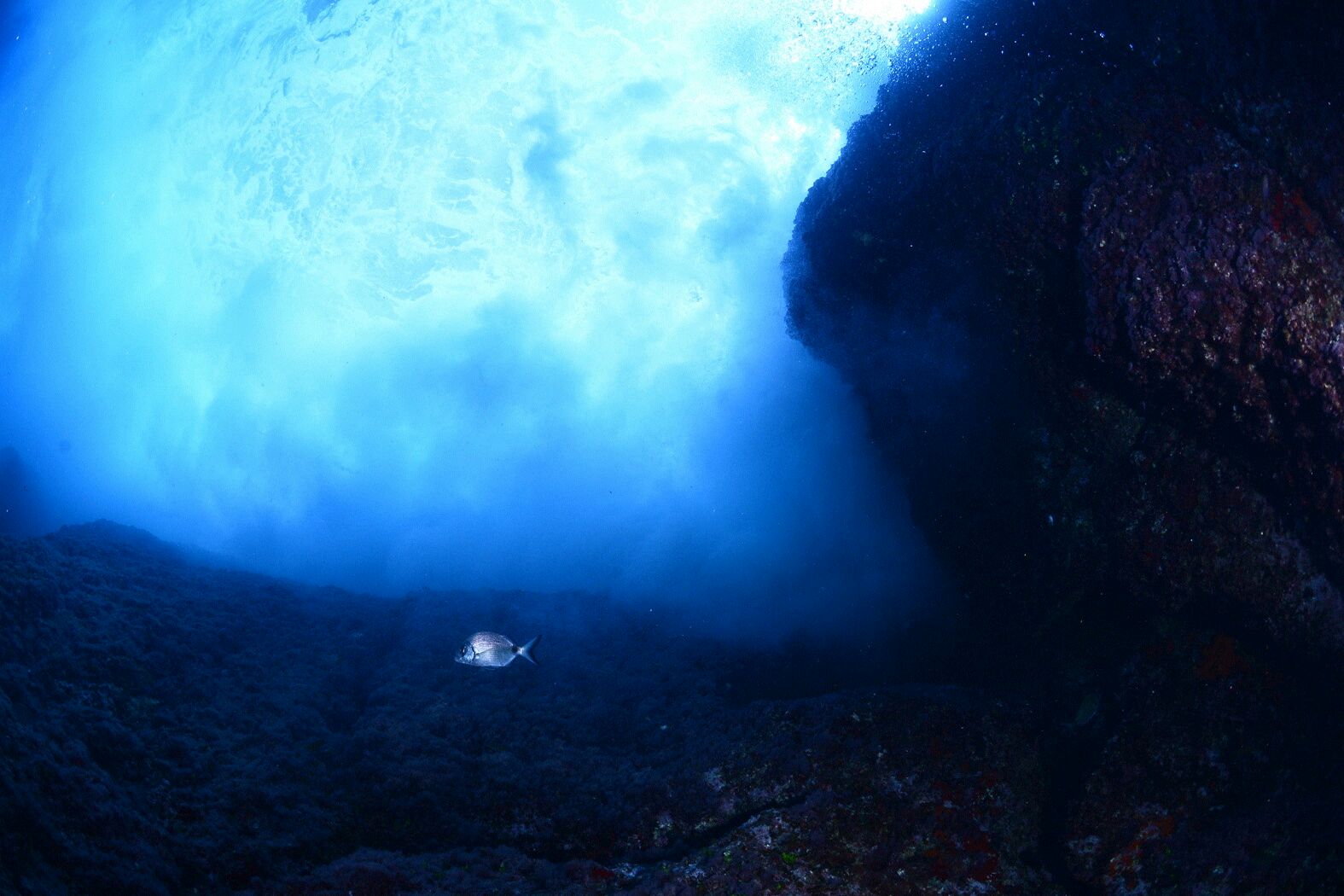 Campeonato de Fotograf&iacute;a Submarina NAVFOSUB 2014